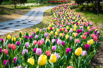 champ de fleurs de tulipes au printemps