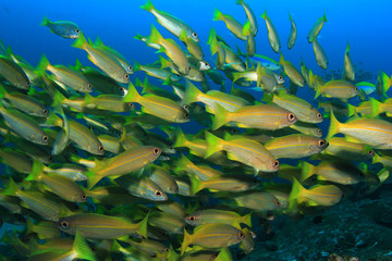 Fototapeta na wymiar School yellow fish: Snappers