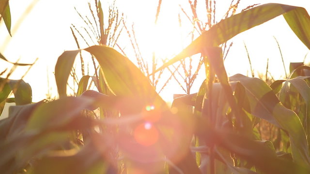 Closeup of a field of corn farm with flare . 
