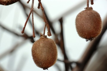 Reife Süße Kiwi 