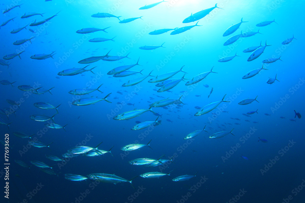 Canvas Prints School Mackerel Fish in Ocean