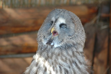 rapace