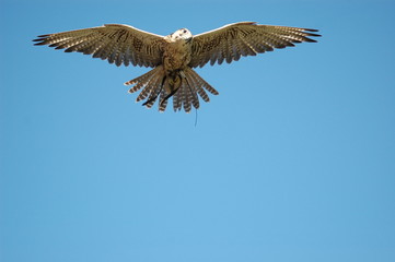rapace