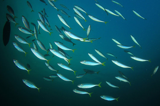 School Mackerel Fish in Ocean