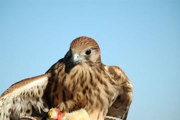 rapace