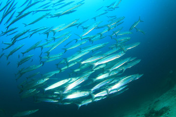 Fototapeta na wymiar School Barracuda Fish