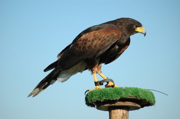 rapace