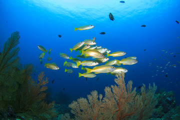 Naklejka na ściany i meble School of Snappers fish on coral reef