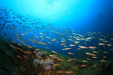 Naklejka na ściany i meble Fish and Coral Reef underwater
