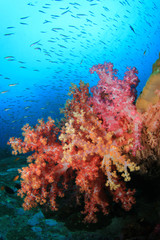 Naklejka na ściany i meble Colourful Coral Reef underwater