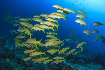 Fototapeta na wymiar School Fish underwater in ocean