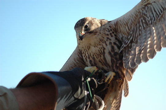 rapace