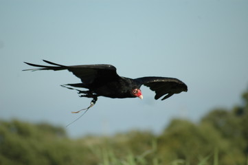 rapace