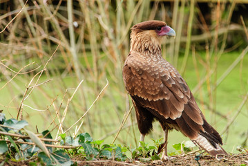 caracara crestato
