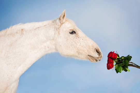 White horse sniffing a bouquet of red roses
