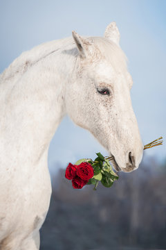 White horse holding a bouquet of red roses in its mouth