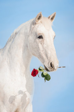 White horse holding a red rose in its mouth