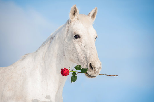 White horse holding a red rose in its mouth Stock Photo | Adobe Stock