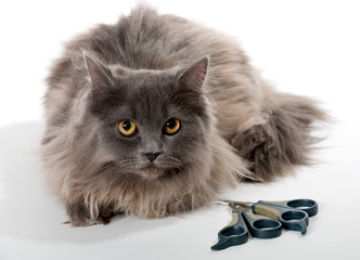Grey Persian cat and tools for care