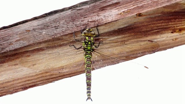 Libelle - Zweigestreifte Quelljungfer