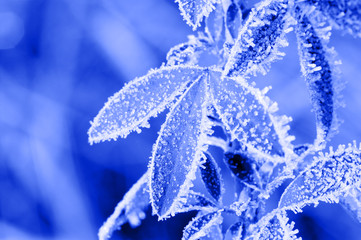 Frost leaves