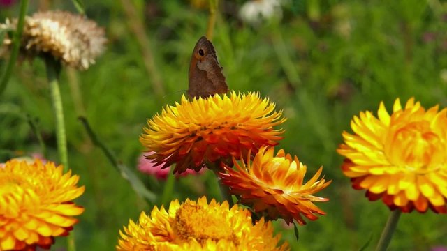Schmetterling auf Strohblume