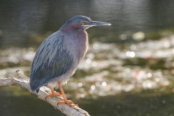 Green Heron Perch