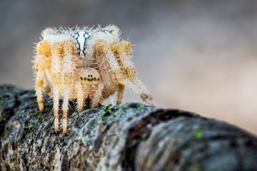 Innkeeper spider waiting for capture, zoom and details