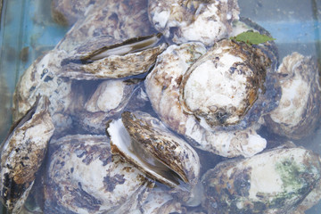 Oyster