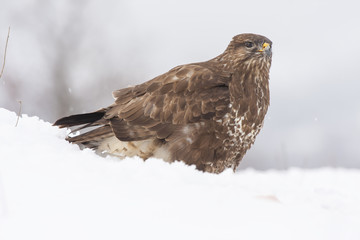 Buzzard ( Buteo buteo ) perched in snow, spain