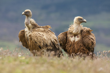 Naklejka premium Griffon vulture ( Gyps fulvus ) perched on the floor