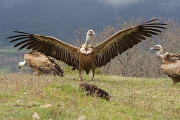 Griffon vulture ( Gyps fulvus ) perched on the floor with open w
