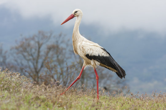 White Stork ( Ciconia ciconia ) foraging on the prairie