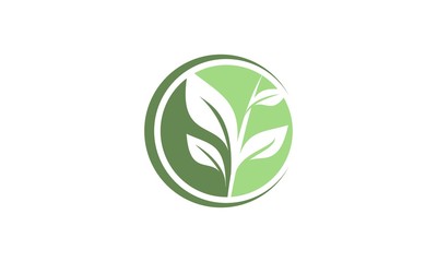 Leaf logo design vector