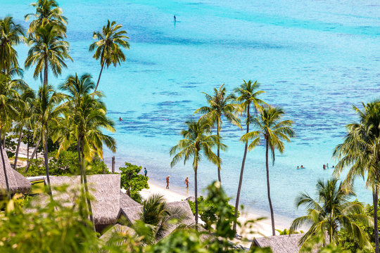 palmiers sur le lagon de Moorea