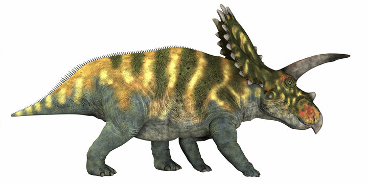 Coahuilaceratops on White