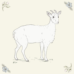 Goat standing in the meadow