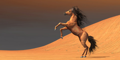 Desert Wild Horse © Catmando