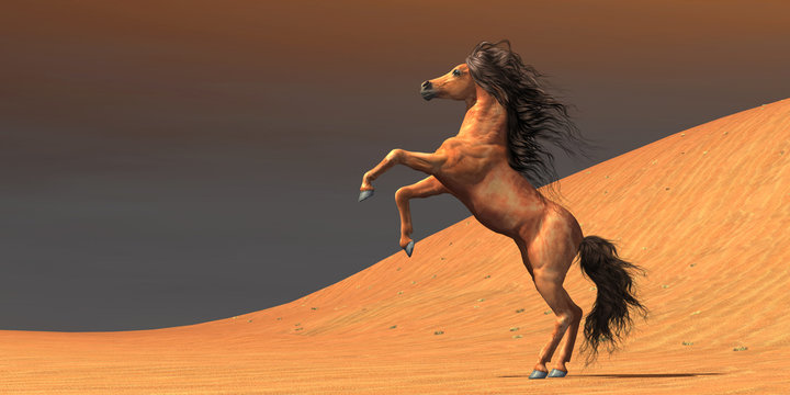 Desert Wild Horse