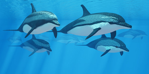 Striped Dolphin Pod