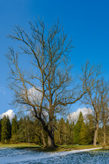 Prague, Pruhonice - chateau park huge old tree winter view