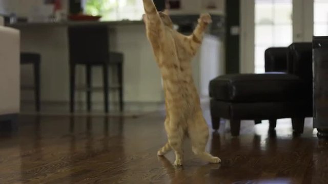 orange tabby cat jumping up playing with toy - cute kitten interior house in slow motion 4K and 1080 HD