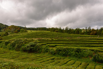 Plantação de chá de Porto Formoso