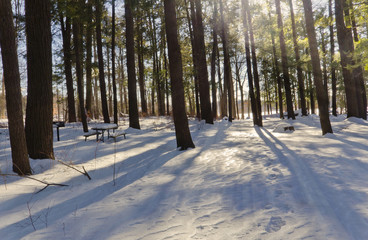Snowy Forest at Dusk