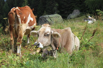 A brown and a white cow in the high grass 