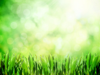 Fototapeta premium Park with grass in sunlight in spring
