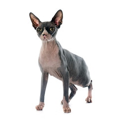 Obraz premium Sphynx Hairless Cat
