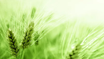 Foto op Plexiglas barley field © Iakov Kalinin