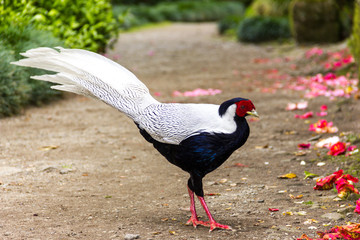 Galliforme bianco e nero