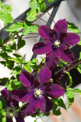 Purple blooming Clematis
